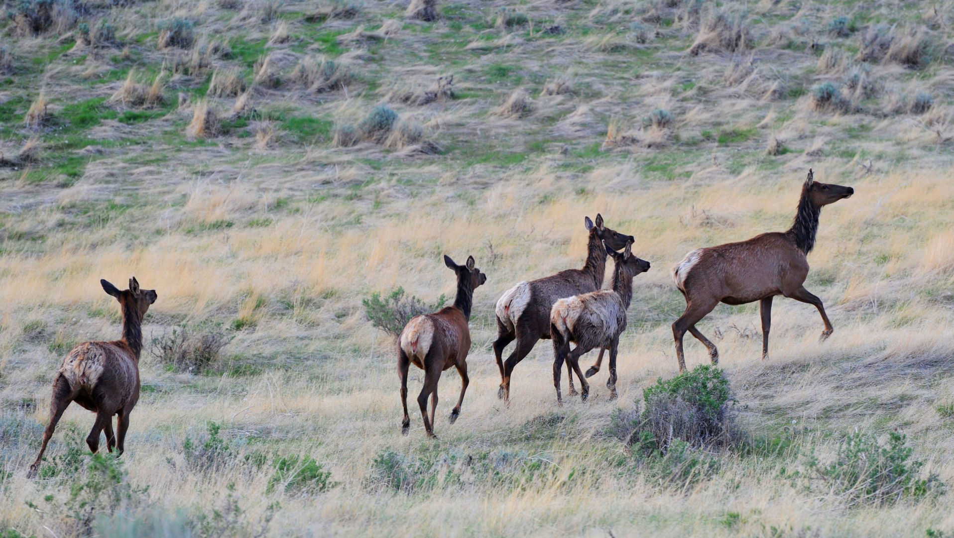 Cow elk